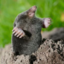Mole coming out of a hole in soil.
